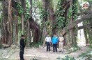 Munger Banyan Tree