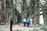 Munger Banyan Tree