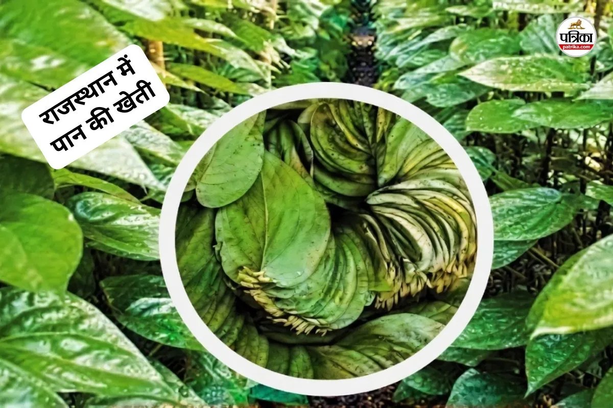 Rajasthan four districts Betel cultivation If do it scientifically you get huge profits