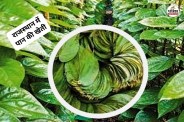 Rajasthan four districts Betel cultivation If do it scientifically you get huge profits