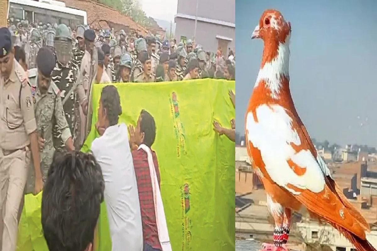 Pigeon Sacrifice Controversy