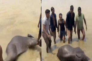 Baby Elephant Death
