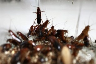 Illegal cockroach racket busted in Australia