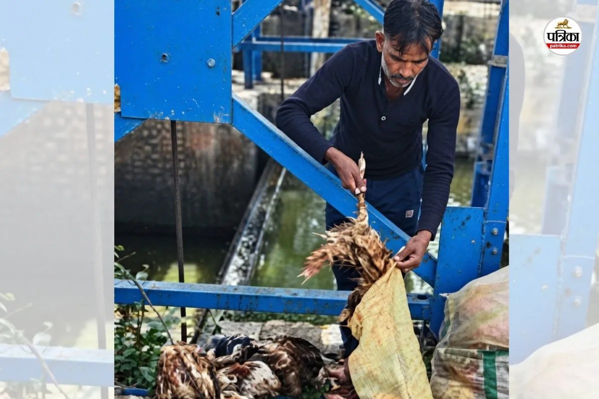 Rajasthan Ganga canal dead chickens pretend case Farmers angry CWC and 7 Notice