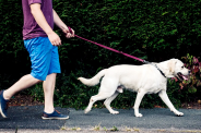 Dog Lovers Bhopal