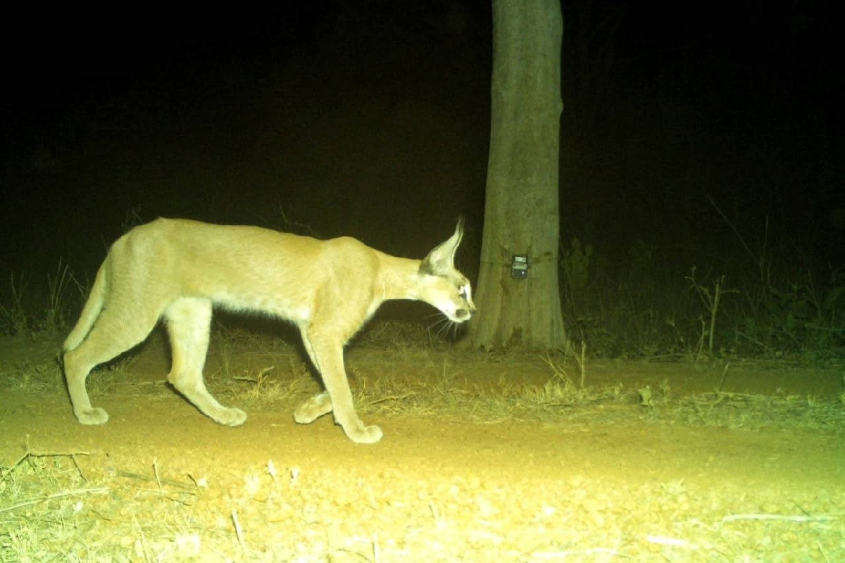rare wildlife species Caracal found kuno national park mp news