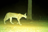 rare wildlife species Caracal found kuno national park mp news