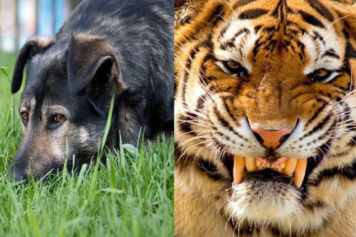 MP to provide tigers in exchange for wild dogs from Andhra