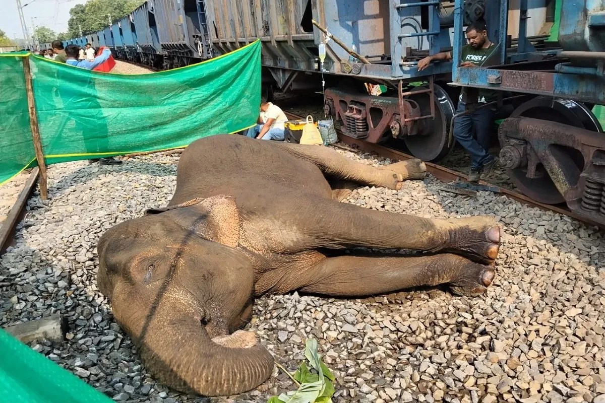 elephant death news, chhattisgarh news