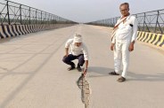 bhind ater-jaitpur bridge deck damaged before traffic start