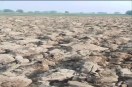 Sri Ganganagar. View of the farm of farmer Pappuram Bhati in Hunpura Dhani village of Padampur area