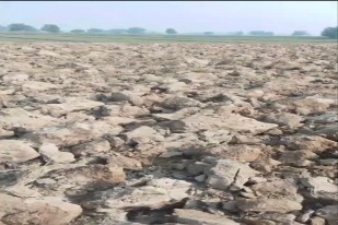 Sri Ganganagar. View of the farm of farmer Pappuram Bhati in Hunpura Dhani village of Padampur area