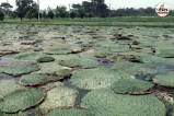 Bihar Makhana farming