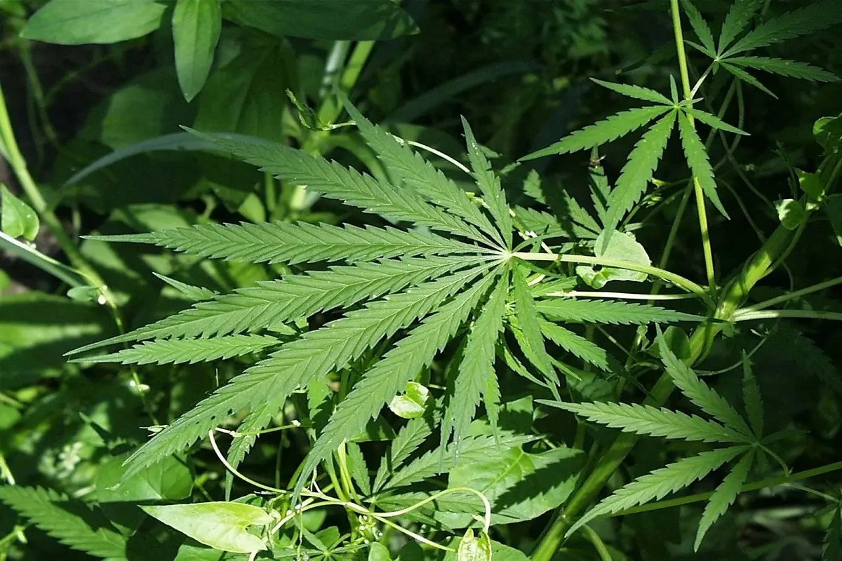 Cannabis plants found growing inside Temple