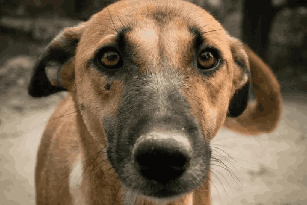 gwalior dog sterilization scam
