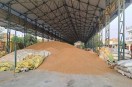 Sri Ganganagar. Pile of wheat lying under the shed in the new grain market of Sri Ganganagar