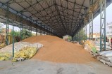 Sri Ganganagar. Pile of wheat lying under the shed in the new grain market of Sri Ganganagar