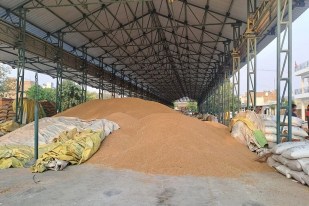 Sri Ganganagar. Pile of wheat lying under the shed in the new grain market of Sri Ganganagar