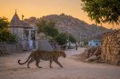 jawai rajasthan