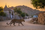 jawai rajasthan