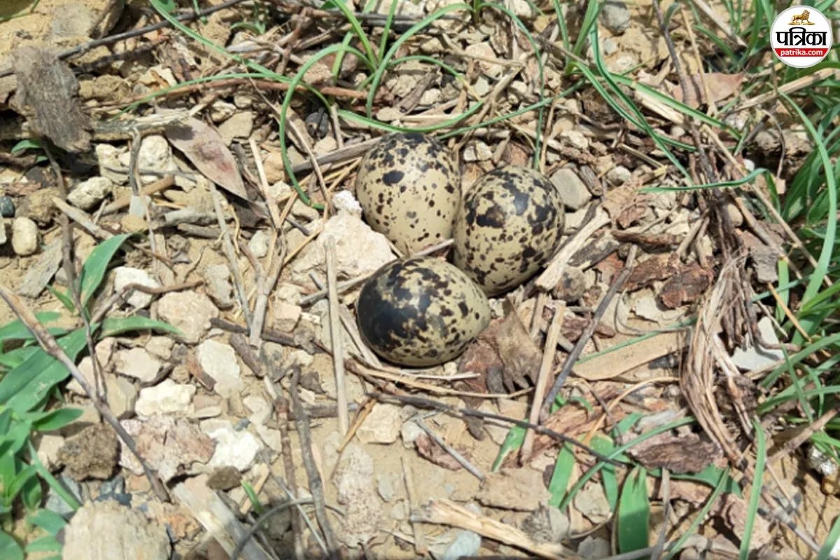 lapwing eggs