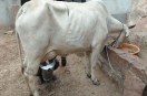 दूध उत्पादन
