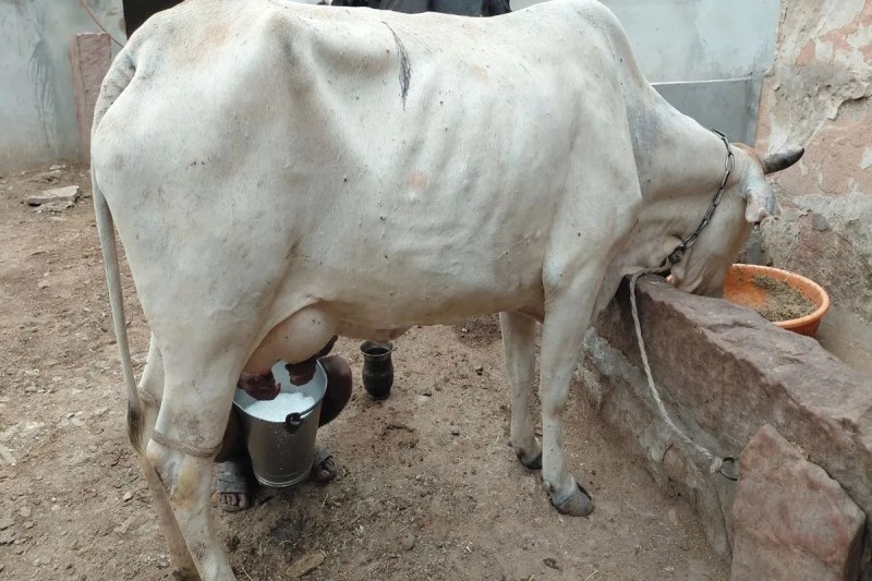 दूध उत्पादन