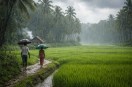 monsoon