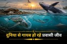 Migratory Species Crisis Endangered Species Migratory Birds