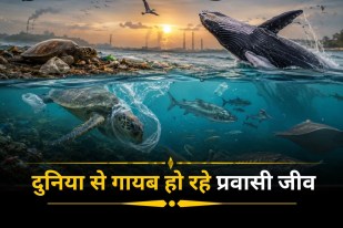 Migratory Species Crisis Endangered Species Migratory Birds