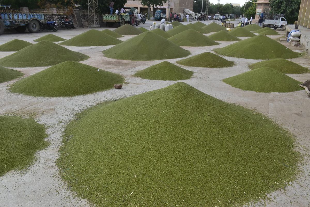 Cumin in the agricultural produce market of Nagaur