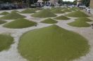 Cumin in the agricultural produce market of Nagaur