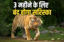 sariska tiger