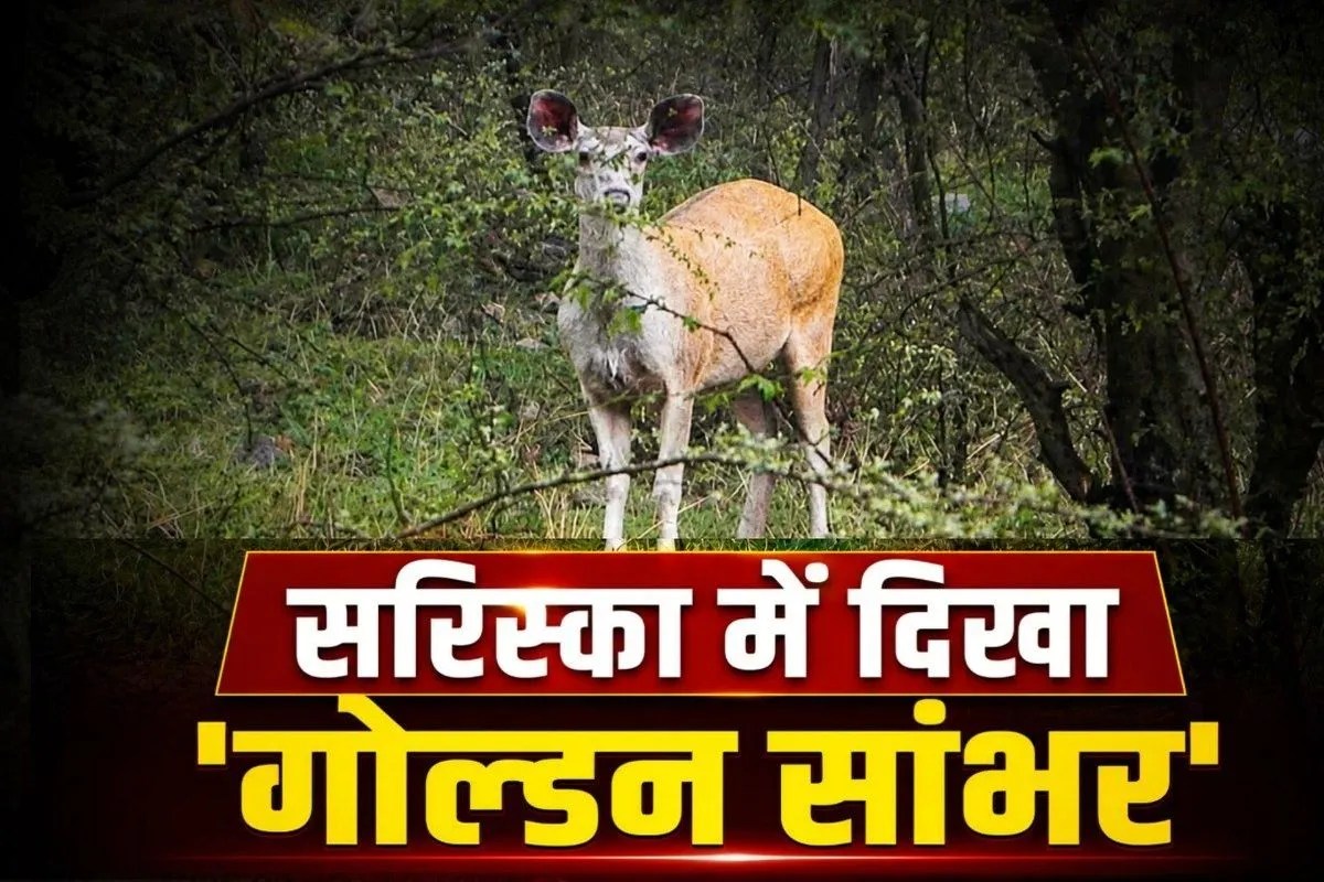 golden sambar sariska