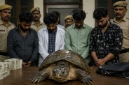 turtle scam