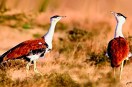 Great Indian Bustard