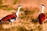 Great Indian Bustard