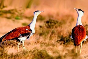 Great Indian Bustard