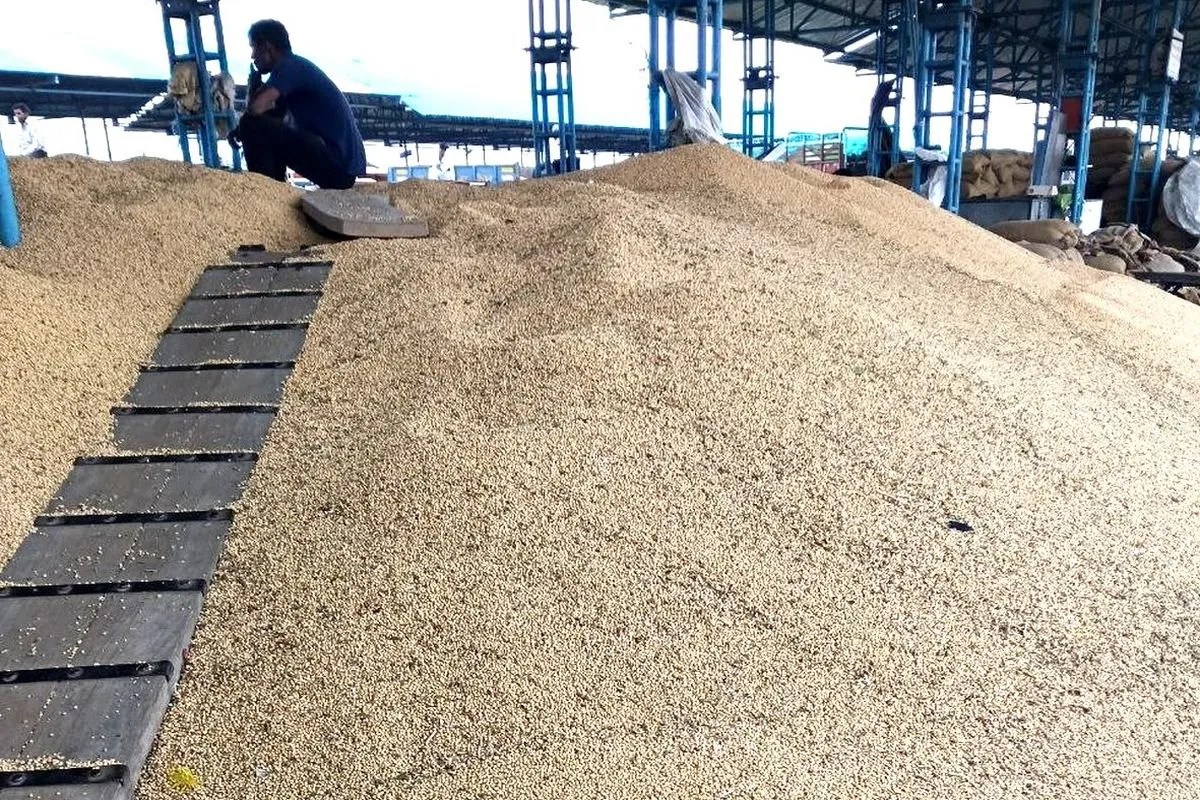 soybean seed varieties news ratlam