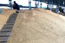 soybean seed varieties news ratlam