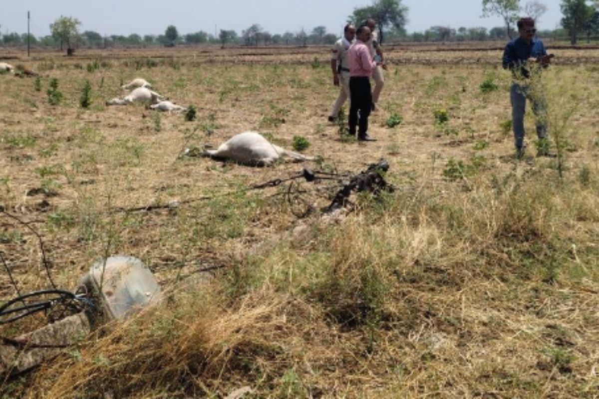Chhattisgarh Cattle Death