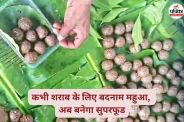 Mahua Ladoo(photo-patrika)