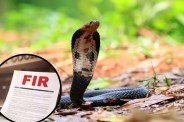 Bilaspur Snake Bite Scam