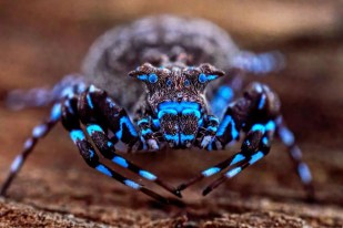 Spider that emits blue glow