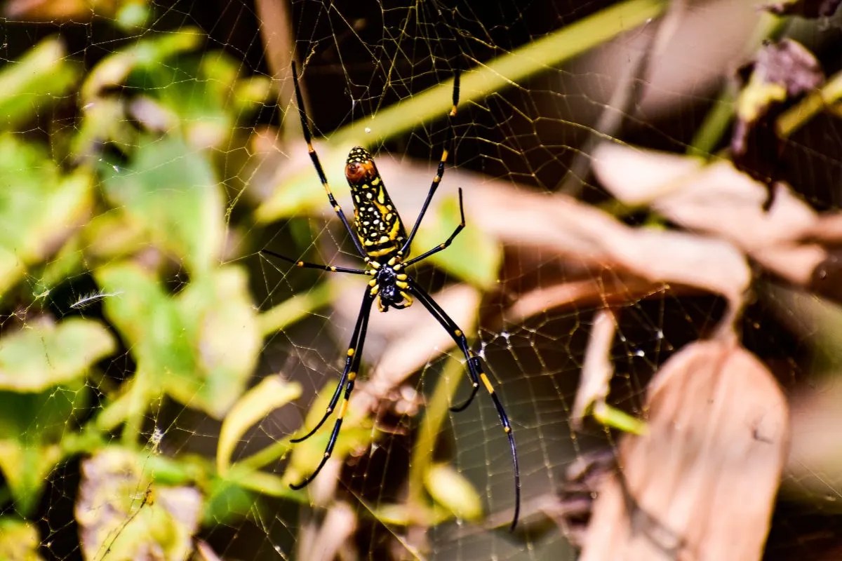 spider