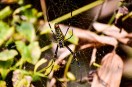 spider
