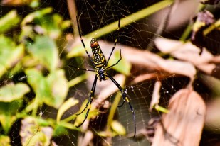 spider