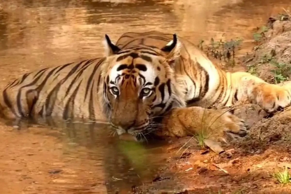 tiger