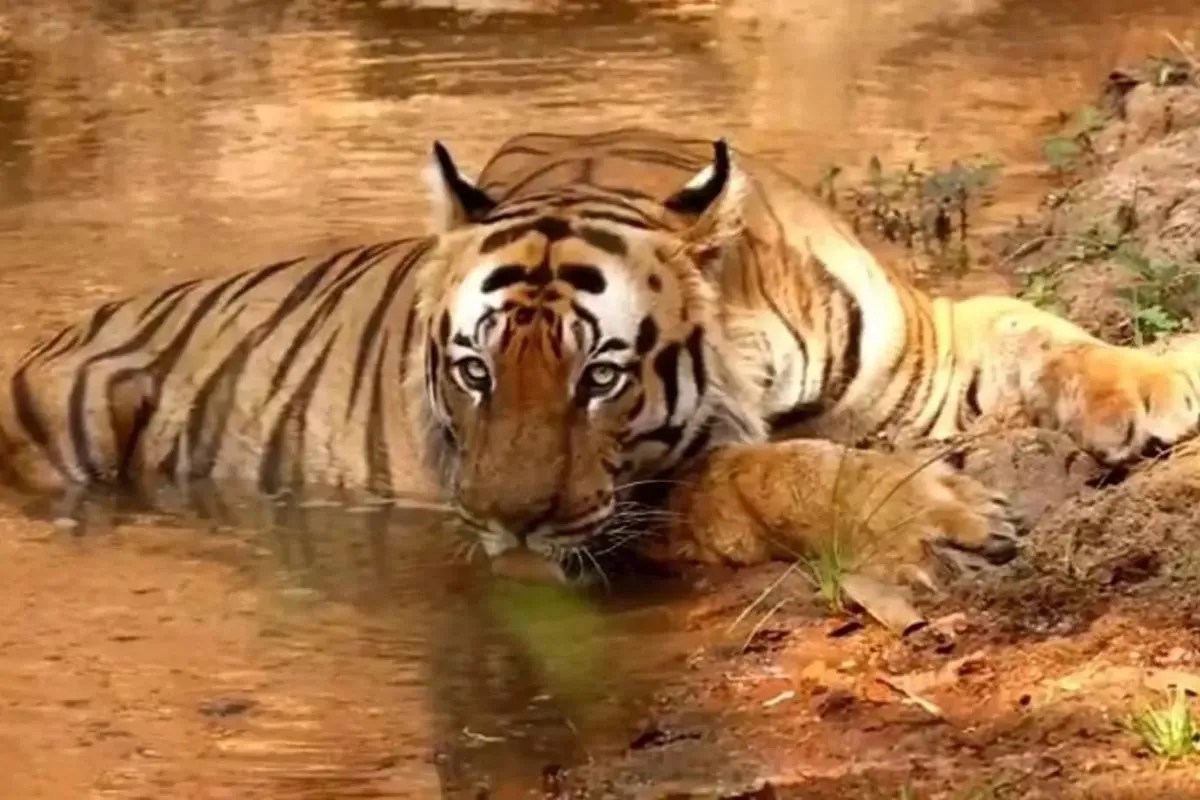 tiger in sariska