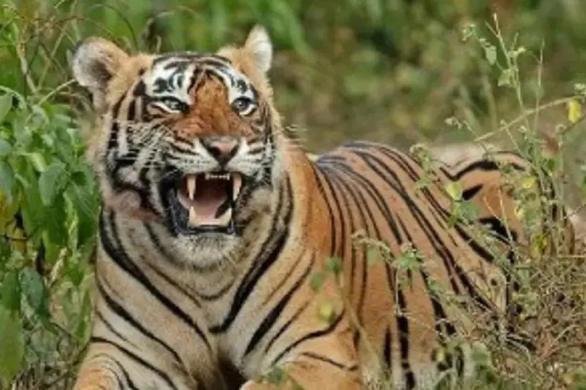 sariska tiger
